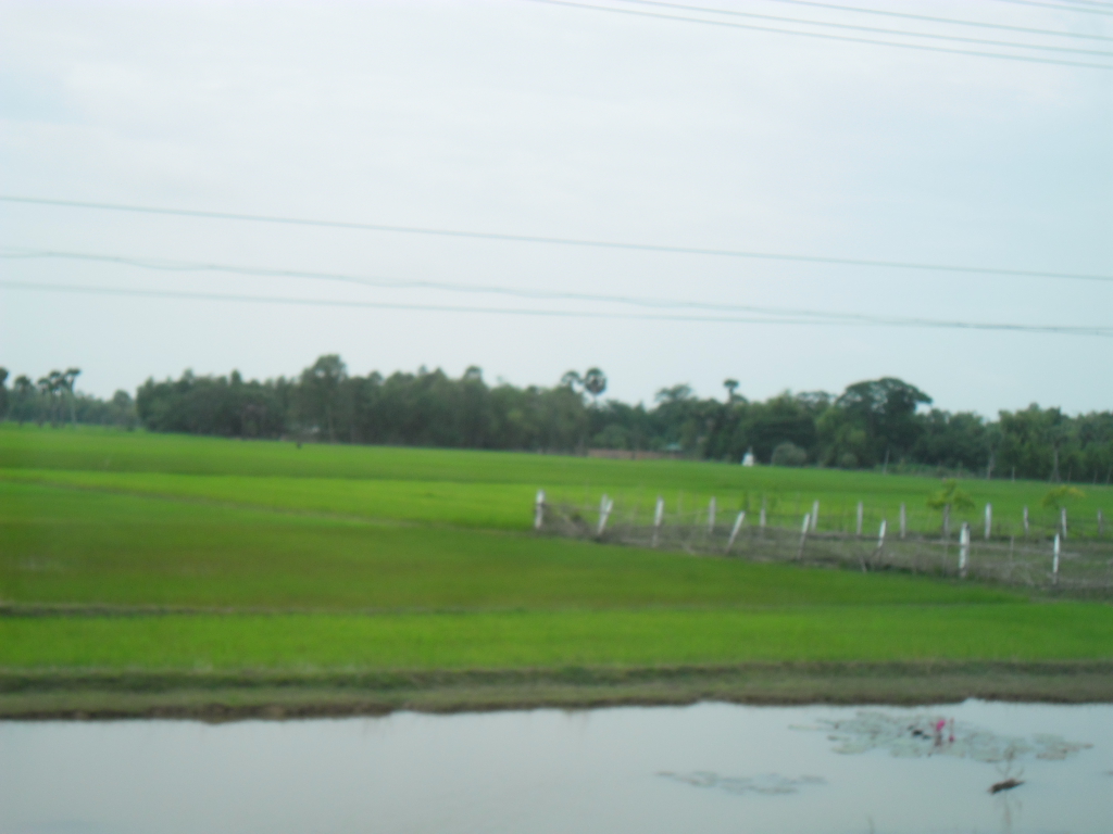 Green rice fields beside the road
