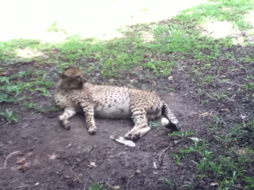 Leopard resting outdoors
