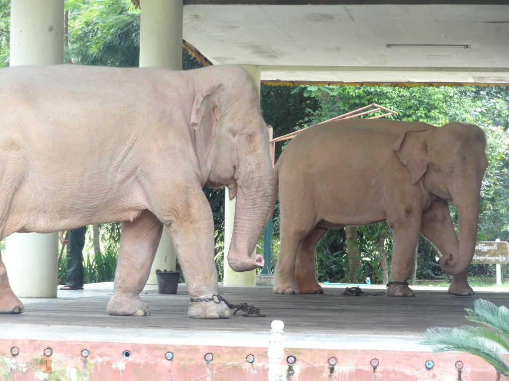 The White Elephants of Yangon