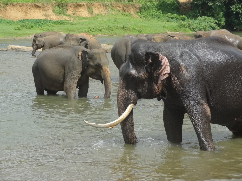 Visiting The Elephants of Pinnawala